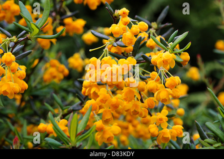 Berberis x stenophylla "Corallina Compacta" Foto Stock