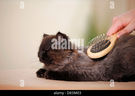 Giovani gatto persiano Foto Stock