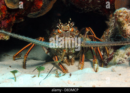 Caraibi aragosta (Panulirus Argus), Cozumel, Messico Foto Stock