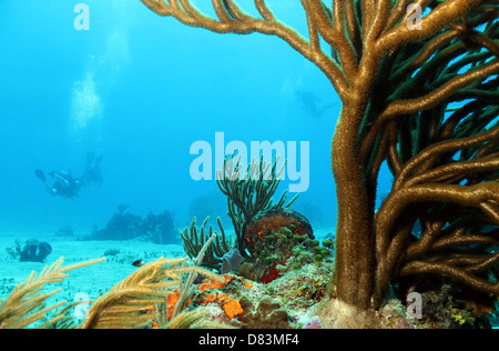 Coralli con subacquei in background, Cozumel, Messico Foto Stock