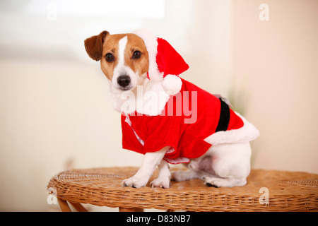 Jack Russell Terrier Foto Stock