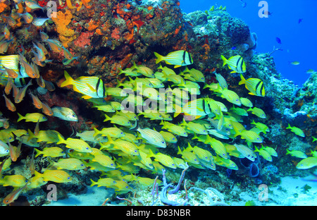 Scuola di Porkfish (Anisotremus Virginicus), Grunt francese (Haemulon Flavolineatum) e Cesare Grunt (Haemulon Carbonarium), Cozu Foto Stock