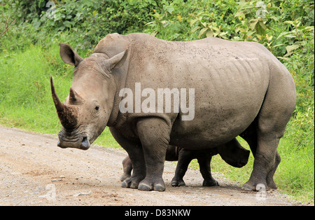 White Rhino (Ceratotherium simum) con vitello, Lake Nakuru, Kenya Foto Stock