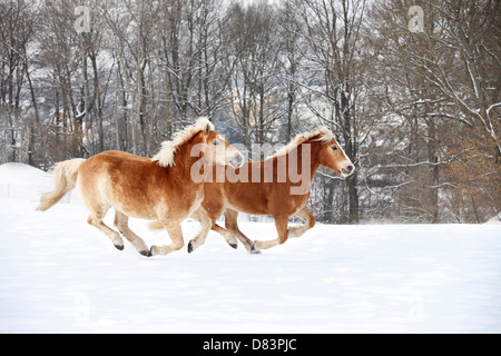 Esecuzione di cavalli avelignesi Foto Stock