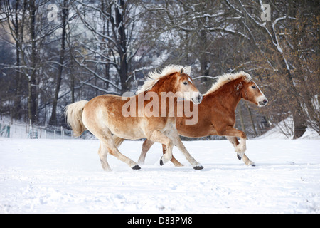 Esecuzione di cavalli avelignesi Foto Stock