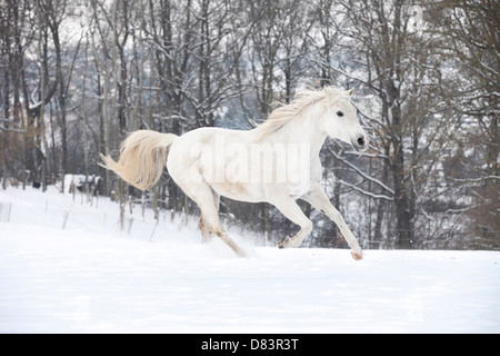 Esecuzione Shagya Arabian Horse Foto Stock