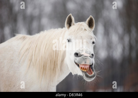 Shagya Arabian Horse ritratto Foto Stock