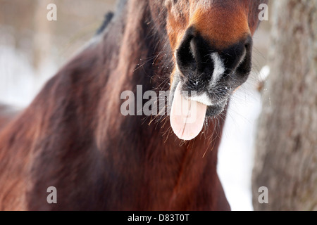 Dark horse Foto Stock