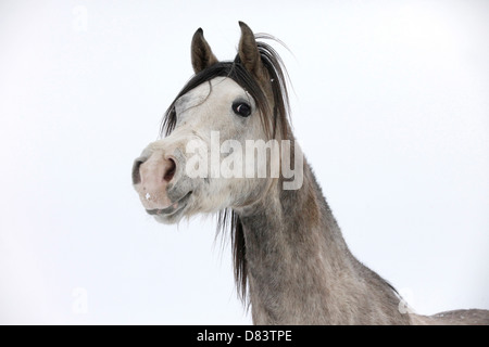 Arabian Horse ritratto Foto Stock