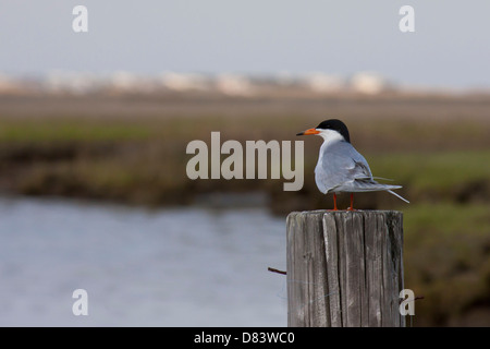 Forster's tern arroccato su un pilone - Sterna forsteri Foto Stock