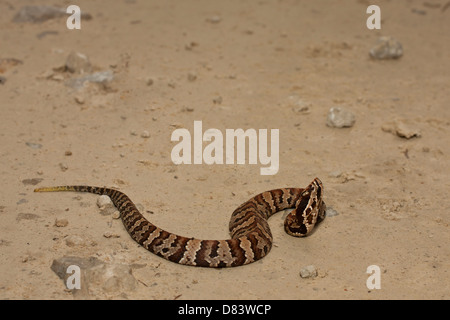 I capretti Florida cottonmouth snake - Agkistrodon piscivorus conanti Foto Stock