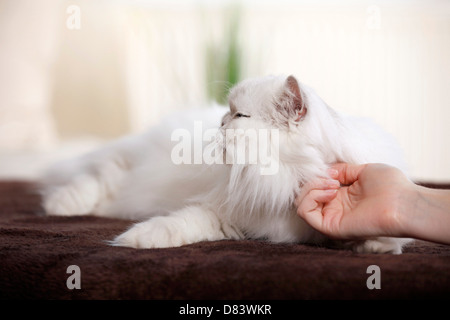 Chinchilla gatto persiano Foto Stock