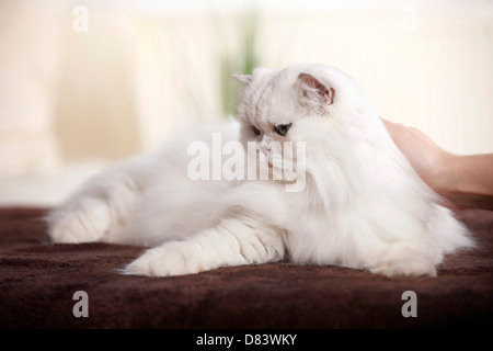 Chinchilla gatto persiano Foto Stock