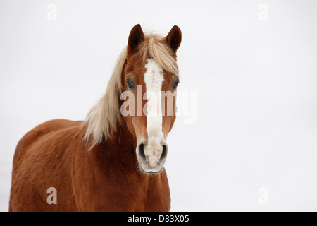 Akhal-Teke Foto Stock
