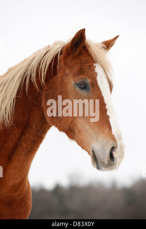 Akhal-Teke Foto Stock