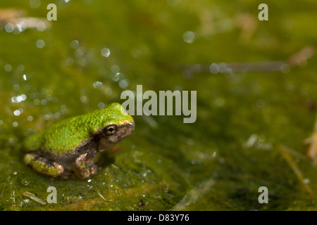 Un minuscolo grigio raganella appena dopo la metamorfosi, seduto su una patch di vegetazione acquatica - Hyla versicolor Foto Stock