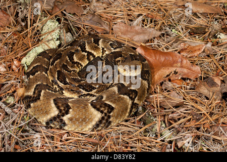 Legname rattlesnake avvolto in modo difensivo - Crotalus horridus Foto Stock