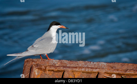 Tern arroccato sopra un canale di scarico Foto Stock