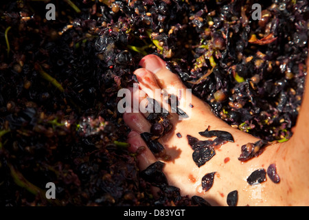 Piedi schiacciano uva. Vintage. La Navarra. Spagna Foto Stock