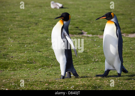 Re pinguini su un coniugato a piedi Foto Stock