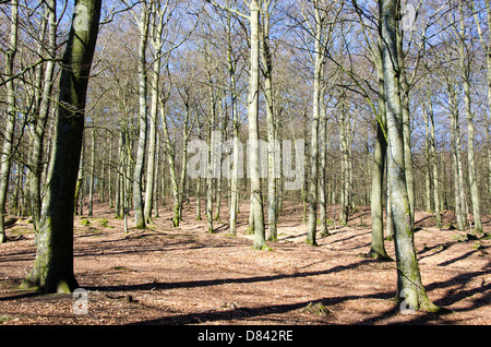 Foresta di faggio senza foglie in primavera e sole Foto Stock