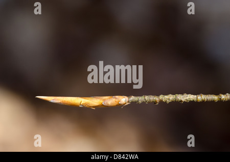 Bocciolo di un bosco di faggi in primavera Foto Stock