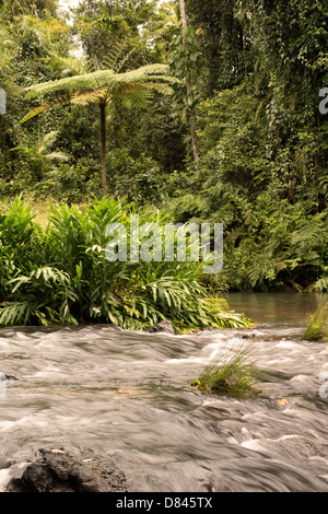 A Henrietta Creek, vicino a Innisfail, estremo Nord Queensland, Australia Foto Stock
