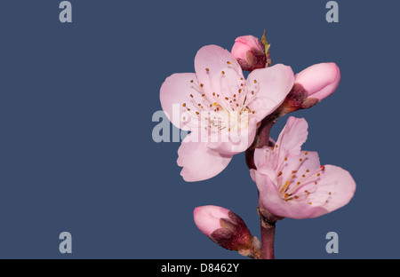 Di un bel colore rosa pesca fiore in primavera, contro il profondo blu del cielo Foto Stock
