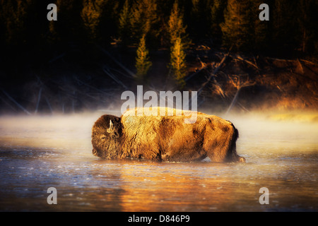 Un bisonte selvatico che attraversa un fiume nel parco nazionale di Yellowstone presso sunrise con vapore. Paesaggio colpo di un bisonte in natura. Foto Stock