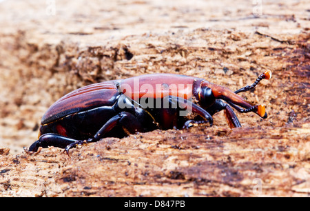Il rosso curculione di Palm Foto Stock
