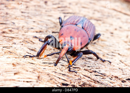 Il rosso curculione di Palm Foto Stock