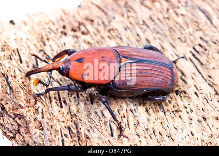 Il rosso curculione di Palm Foto Stock