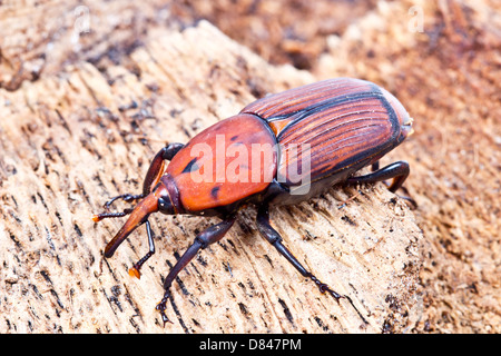 Il rosso curculione di Palm Foto Stock