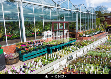 Il Frassino indipendenti vivai garden center conosciuto localmente ad alta qualità di piante e alberi Foto Stock