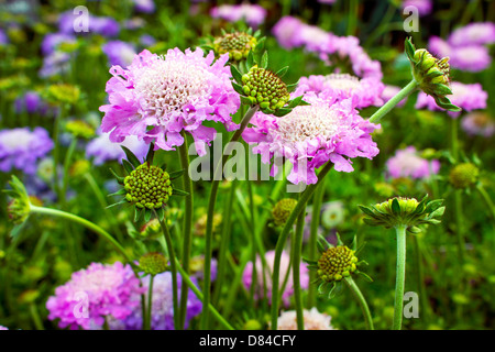 Impianto Scabious Scabiosa colombari 'rosa nebbia' in un giardino. Foto Stock