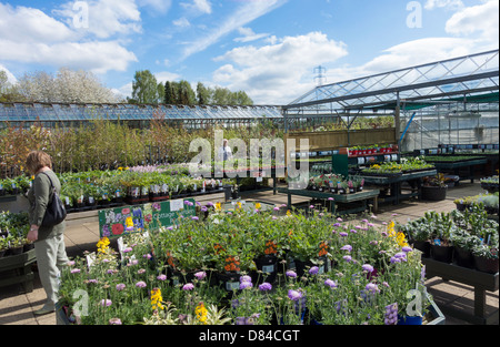 Il Frassino indipendenti vivai garden center conosciuto localmente ad alta qualità di piante e alberi Foto Stock