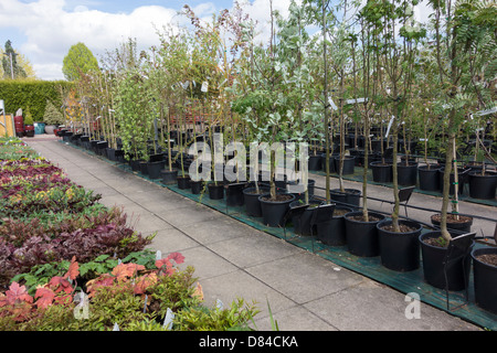 Il Frassino indipendenti vivai garden center conosciuto localmente ad alta qualità di piante e alberi Foto Stock