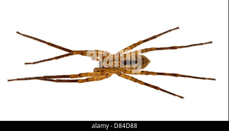 Caccia spider Zoropsis spinimana Foto Stock