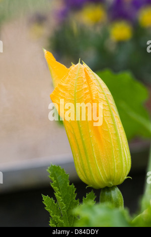 La Cucurbita pepo piante e fiori che crescono in un ambiente protetto. Foto Stock