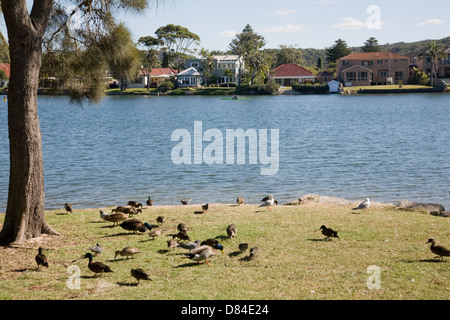 Narrabeen lago e riserva a Sydney le spiagge del nord Foto Stock