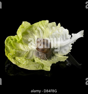 Studio fotografico di una lumaca Grapevine su una singola foglia di lattuga in nero riflettente sul retro Foto Stock