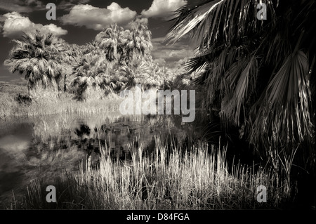 McCallum Pond. Coachella Valley preservare. California Foto Stock