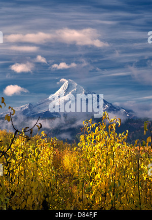 Pera orchard in autunno a colori e Mt. Il cofano. Hood River Valley, Oregon Foto Stock