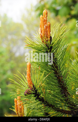 Pino con giovani coni. Foto Stock