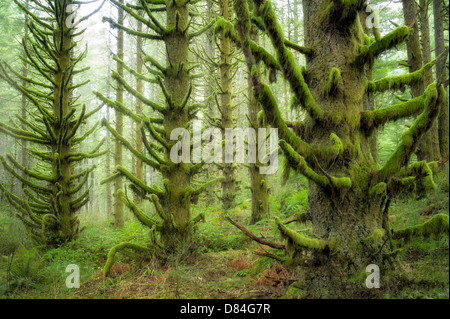 Moss ricoperta di abeti. Silver Falls State Park, Oregon Foto Stock