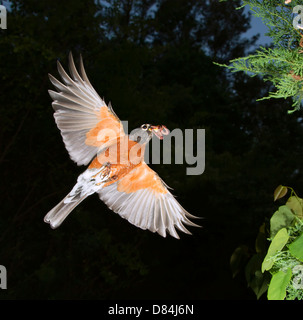 Maschio di American robin (Turdus migratorius) volare con i lombrichi nel suo conto. Foto Stock