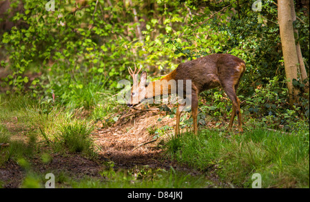 Young Buck Capriolo Capreolus capreolus immettendo un patch di luce del sole a Leigh Woods Bristol Foto Stock