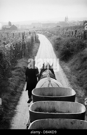 1963 a cavallo il rimorchio con il raccolto di uve Alsace Francia Europa Foto Stock