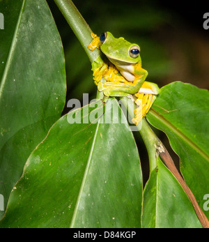 Wallace's Flying Frog mostrando grandi piedi sulla vegetazione al di sopra di una foresta pluviale temporanea piscina nella Danum Valley Borneo Foto Stock