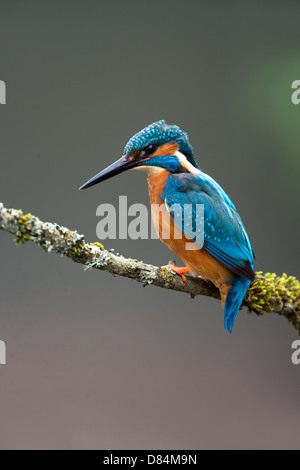 Kingfisher appollaiato sul ramo Foto Stock